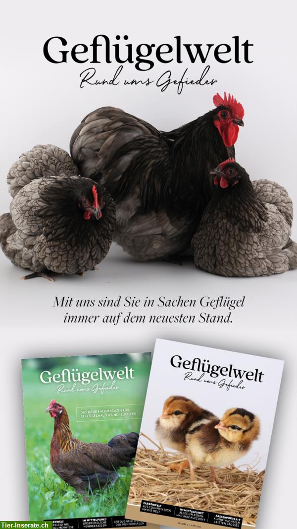 Bild 5: «Geflügelwelt» | das neue Fachmagazin für Geflügelhalter und -Züchter