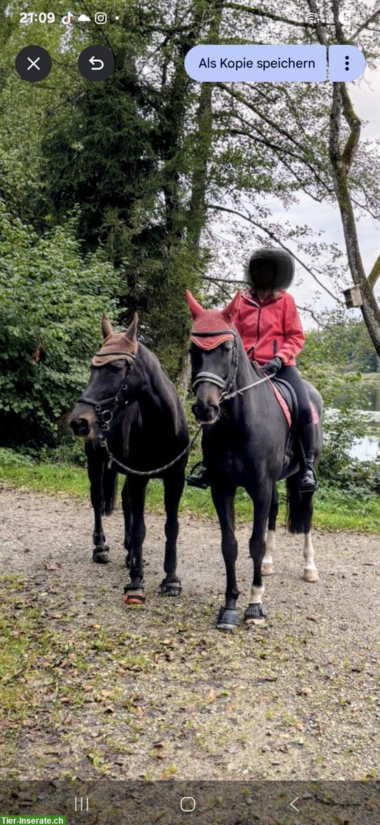 Bild 3: Reitbeteiligung zu vergeben im Thurgau