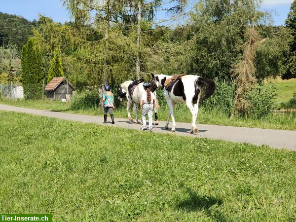 Praktikum Pferdepflege, evtl. Lehrstelle Pferdefachfrau/mann EFZ