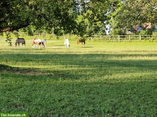 Bild 3: Praktikum Pferdepflege, evtl. Lehrstelle Pferdefachfrau/mann EFZ