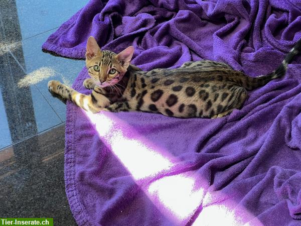 Bild 7: Traumhafte Bengal Kitten zur Abgabe bereit
