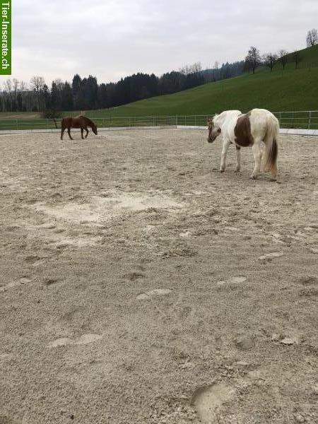 Bild 2: Grosse helle Doppel-Auslaufboxe zu vermieten in Meierskappel