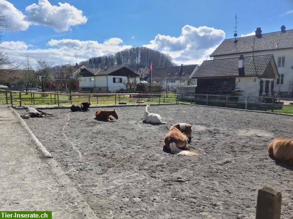 Bild 3: Biete Pensionsplätze in Mettlen TG | Offenstall, Freilaufstall, Gruppenstall