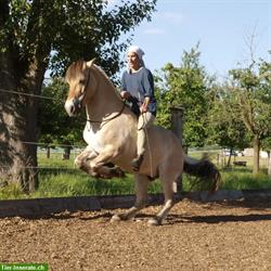 Reittherapie (EMR registriert) und Reitunterricht, Akademische Reitkunst