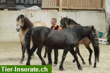 Bild 2: Pferde-Freiheitsdressurkurs Niklaus Muntwyler 20.-21.04.24