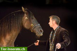 Bild 3: Pferde-Freiheitsdressurkurs Niklaus Muntwyler 20.-21.04.24