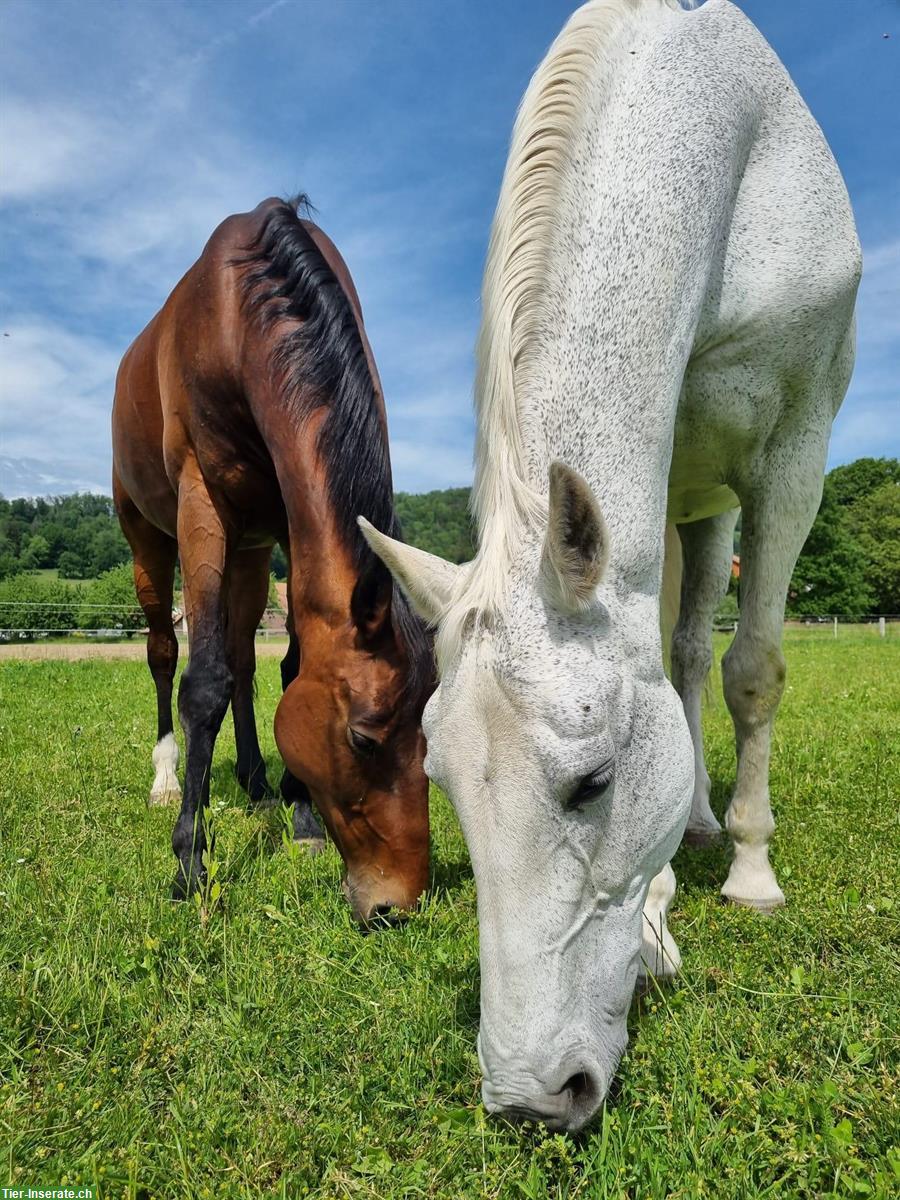 Reitbeteiligungen für 3 Pferde im Kanton Solothurn