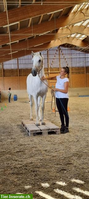 Bild 3: Diverse Reitbeteiligungen für 14-jährigen P.R.E Wallach