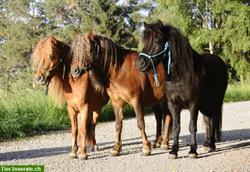 Kindergeburtstag auf dem Ponyhof im ZH-Unterland