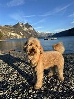 Cockapoo Cockerpoo F1b als Deckrüde, Kein Verkauf!