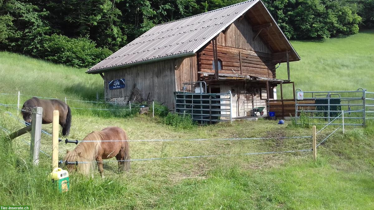 Bild 2: Suche Selbstversorger Stall für mind.4 Ponys, Berner Oberland