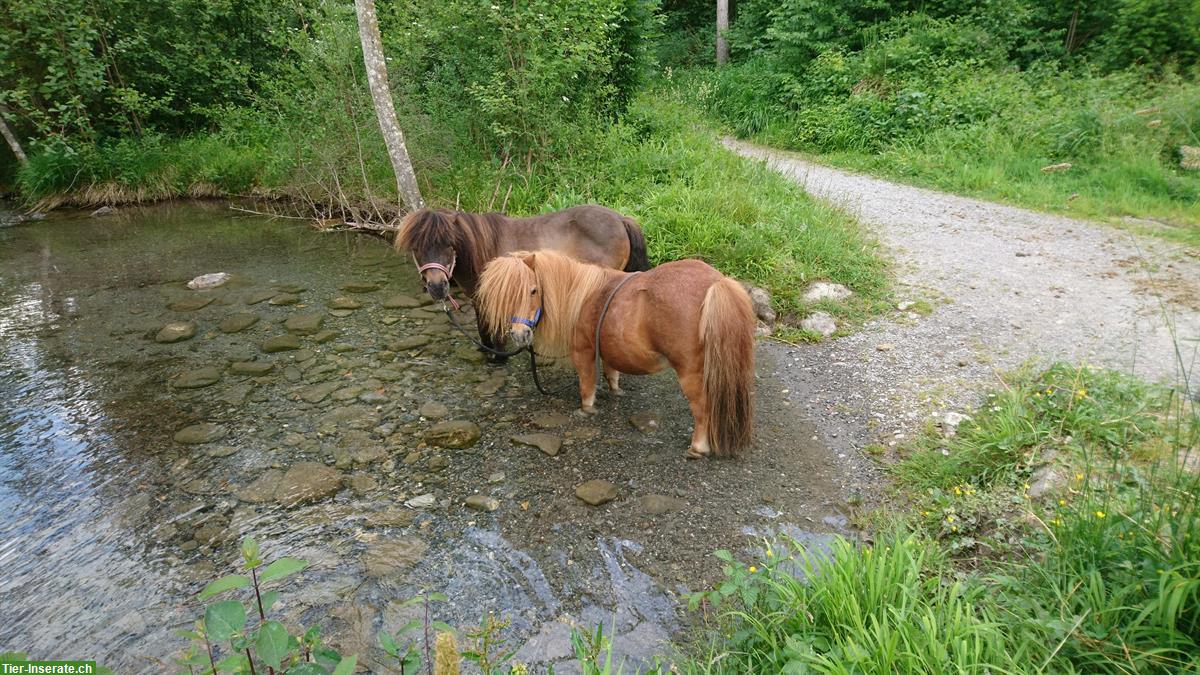 Bild 3: Suche Selbstversorger Stall für mind.4 Ponys, Berner Oberland