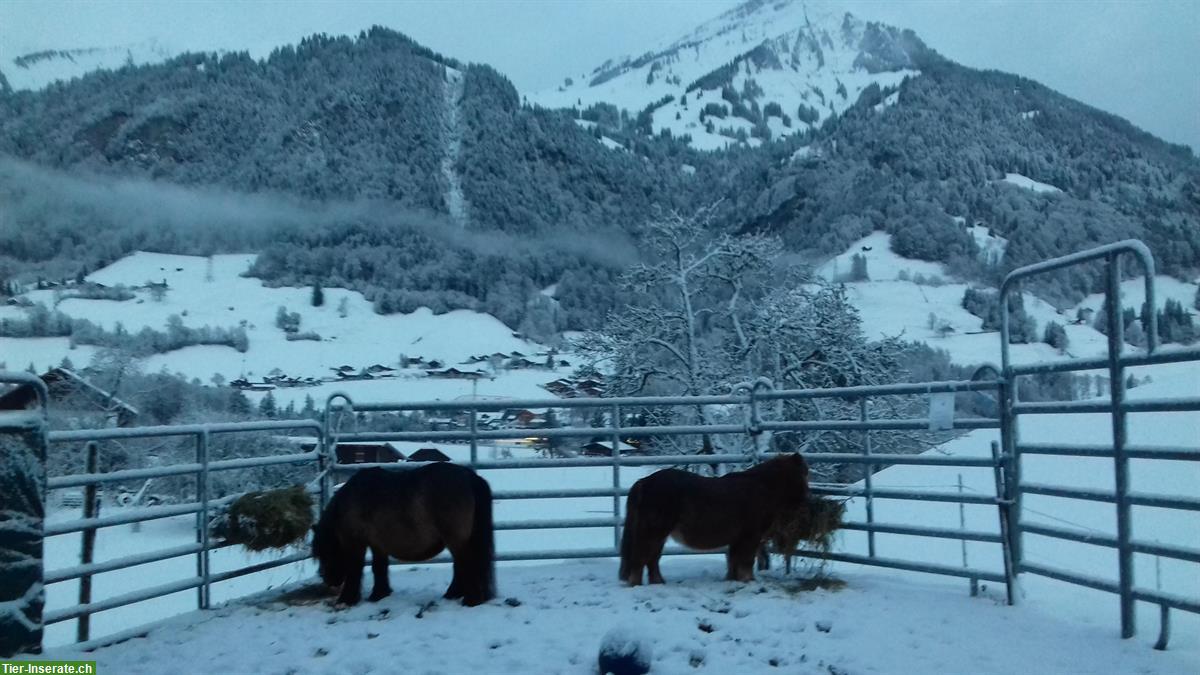 Bild 4: Suche Selbstversorger Stall für mind.4 Ponys, Berner Oberland