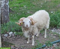 Skudden Schafbock zu vermieten