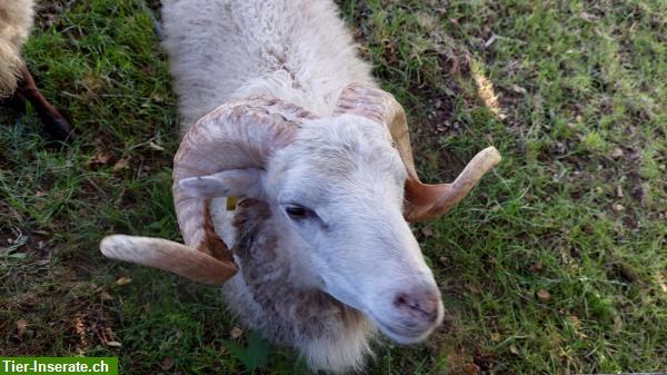 Bild 2: Skudden Schafbock zu vermieten