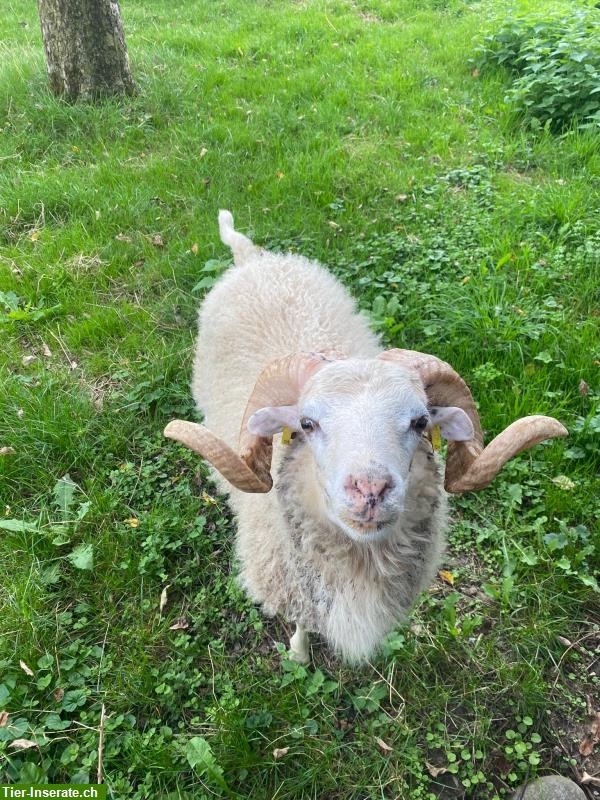 Bild 3: Skudden Schafbock zu vermieten