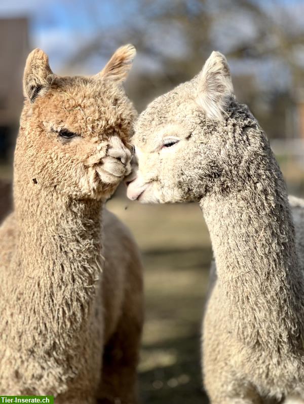 Alpaka & Lama Einsteigerkurs mit Sachkundenachweis