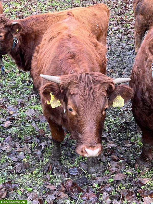 Bild 4: Dexter Kühe rot mit Horn zu verkaufen