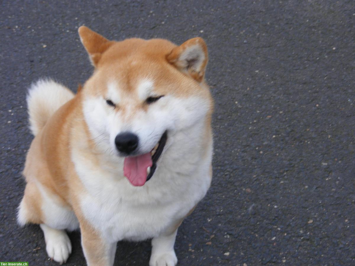 Bild 3: Shiba Inu Welpen vom Zwinger «aus Nippon's Reich»