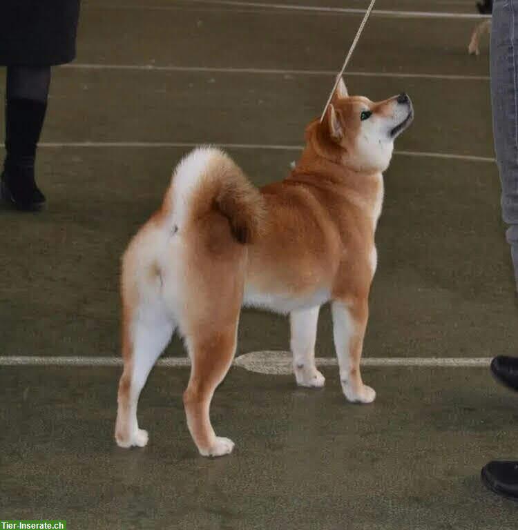 Bild 4: Shiba Inu Welpen vom Zwinger «aus Nippon's Reich»