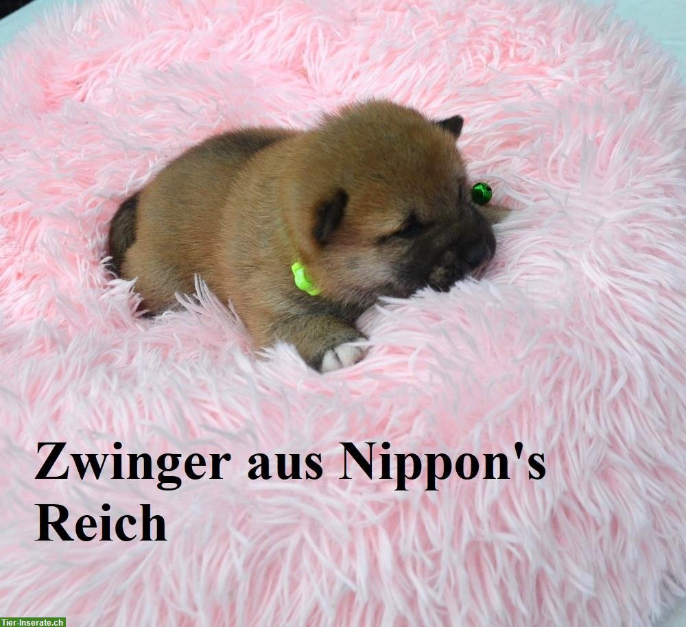 Bild 6: Shiba Inu Welpen vom Zwinger «aus Nippon's Reich»