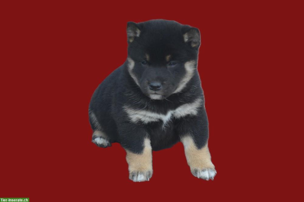 Bild 6: Shiba Inu Welpen vom Zwinger «aus Nippon's Reich»