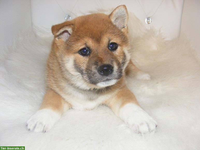 Bild 8: Shiba Inu Welpen vom Zwinger «aus Nippon's Reich»