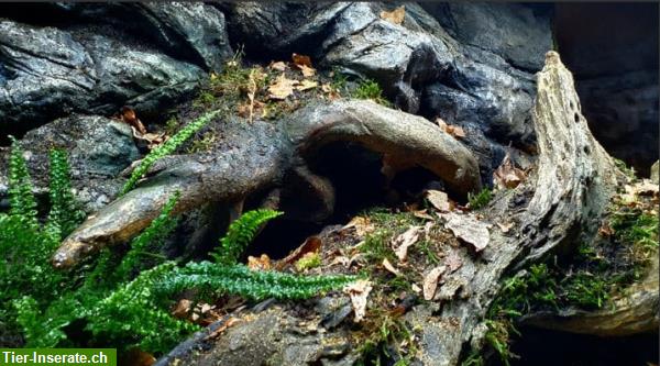 Bild 2: Naturnahe Rückwände für Terrarien auf Kundenwunsch