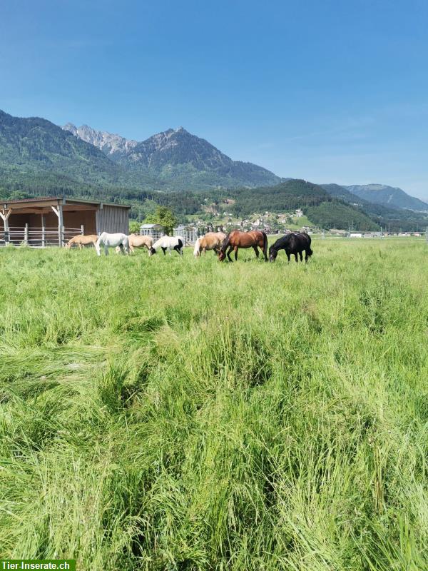 Bieten Einstellplatz/Offenstall in Vorarlberg