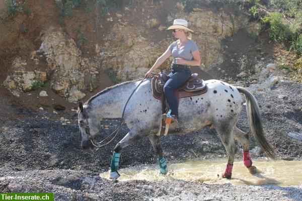 Bild 2: Reitunterricht für WiedereinsteigerInnen oder Umstieg auf Western reiten