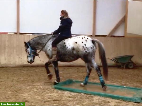 Bild 3: Reitunterricht für WiedereinsteigerInnen oder Umstieg auf Western reiten