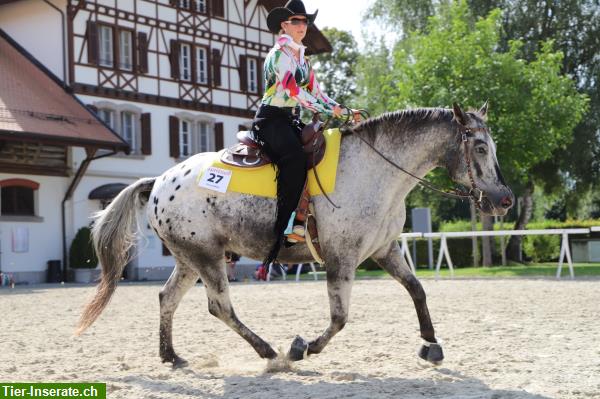 Bild 4: Reitunterricht für WiedereinsteigerInnen oder Umstieg auf Western reiten