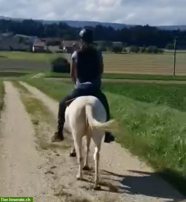 Bild 2: Reitbeteiligung für 9-jährige ONCP-Pony Stute
