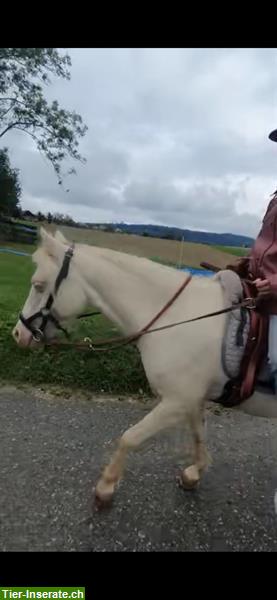 Bild 3: Diverse Reitbeteiligungen für 9-jährige ONCP-Pony Stute