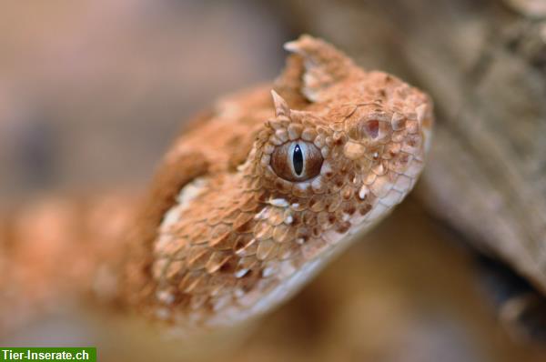 Reptilien, Amphibien Betreuung bei dir Zuhause