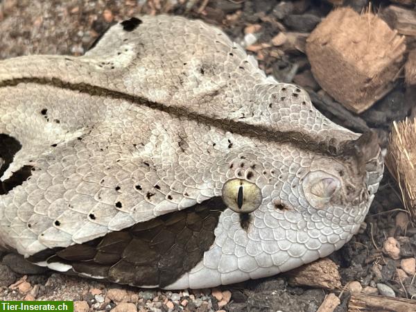 Bild 3: Reptilien, Amphibien Betreuung bei dir Zuhause