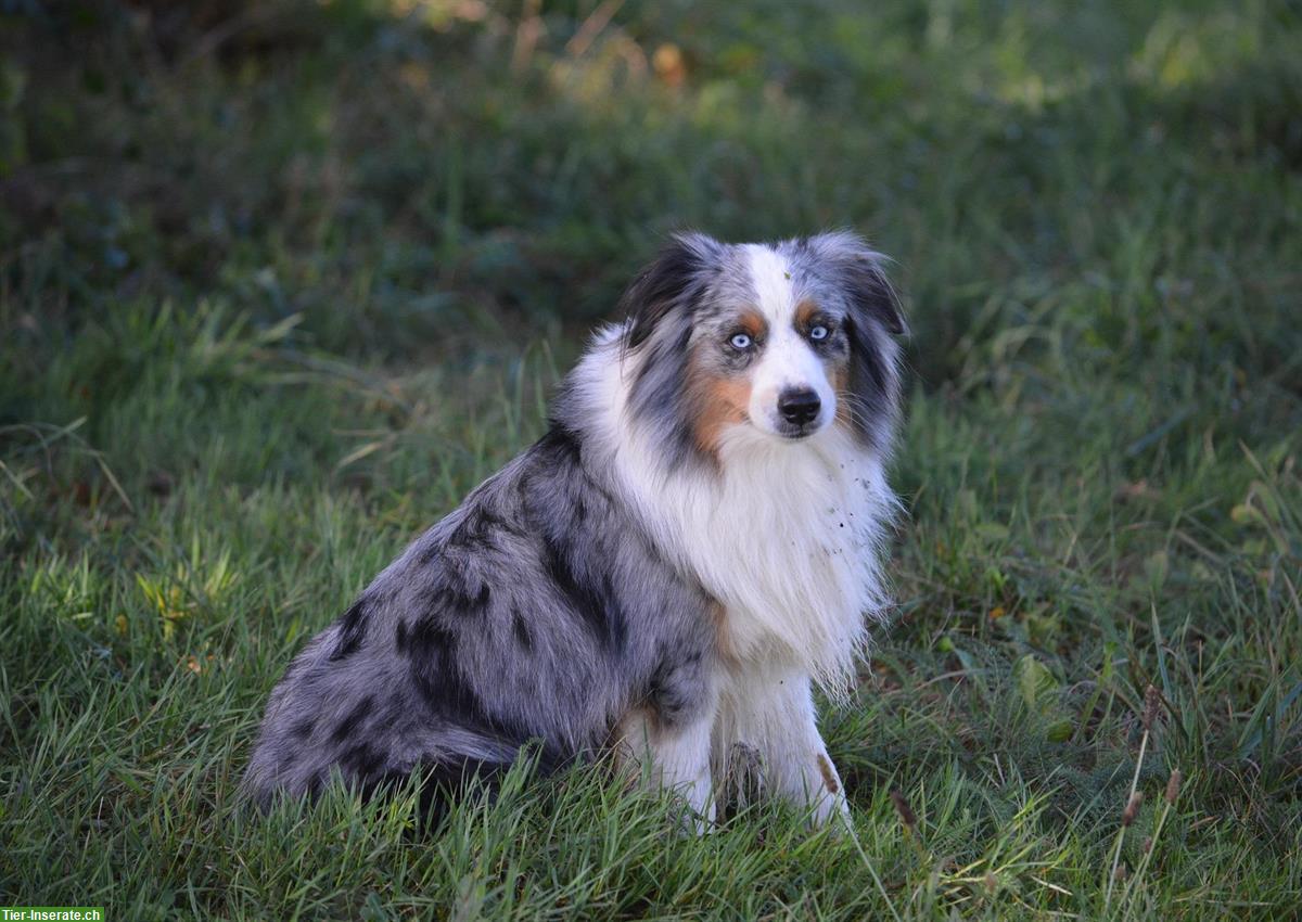 Miniature American Shepherd Deckanzeige! Kein Verkauf!