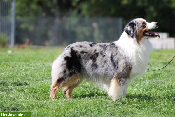 Bild 4: Miniature American Shepherd Deckanzeige! Kein Verkauf!