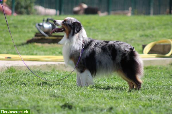 Bild 5: Miniature American Shepherd Deckanzeige! Kein Verkauf!