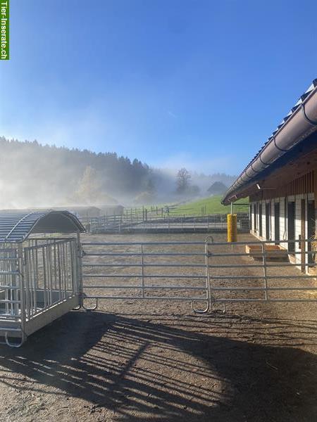 Bild 2: Bieten Pensionsplatz in Aktivstall Gysenstein BE