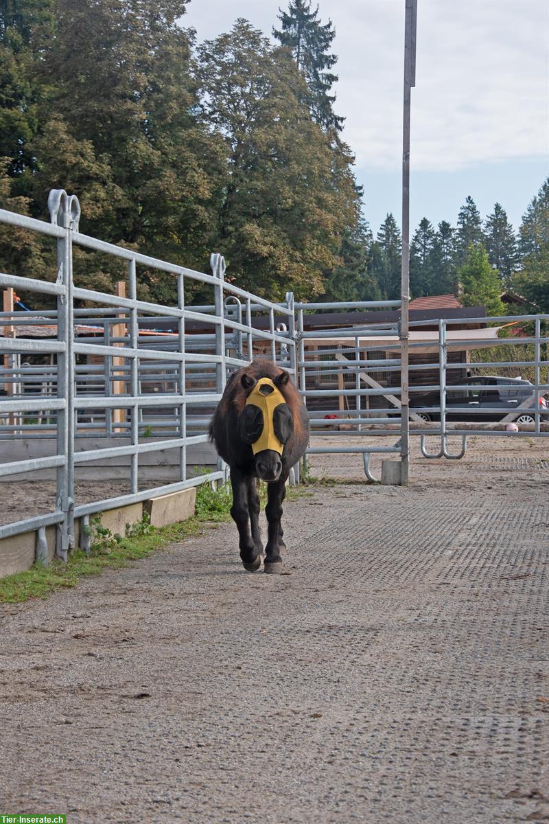 Bild 5: Bieten Pensionsplatz in Aktivstall Gysenstein BE