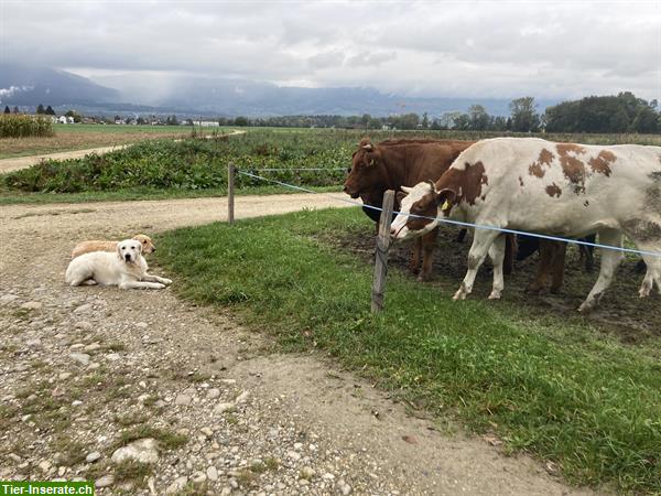 Bild 3: Hundeschule Natur Pfötli in der Umgebung Solothurn