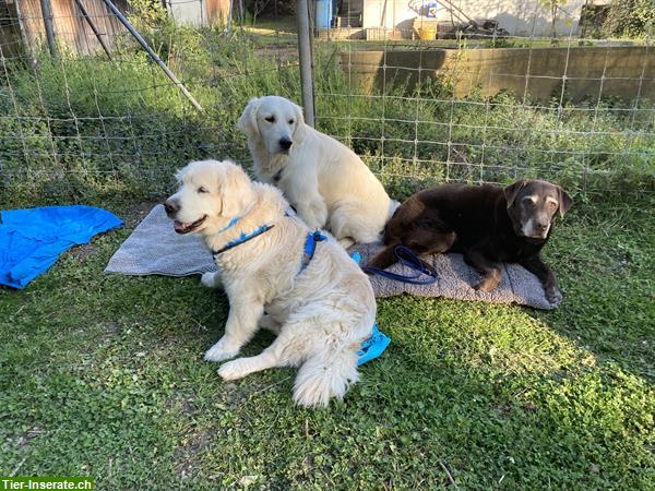 Bild 5: Hundeschule Natur Pfötli in der Umgebung Solothurn