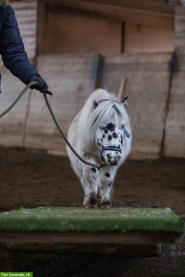 Bodenarbeit, Freiarbeit, Horse Agility Kurse und Privatstunden