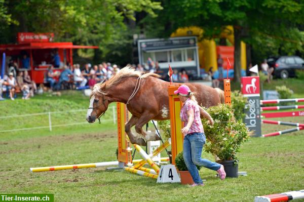 Bild 2: Bodenarbeit, Freiarbeit, Horse Agility Kurse und Privatstunden