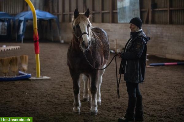 Bild 3: Bodenarbeit, Freiarbeit, Horse Agility Kurse und Privatstunden