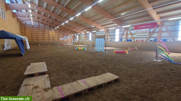 Bild 4: Bodenarbeit, Freiarbeit, Horse Agility Kurse und Privatstunden