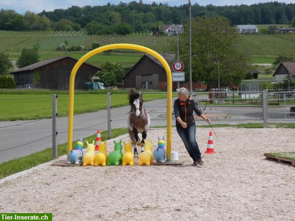 Bild 5: Bodenarbeit, Freiarbeit, Horse Agility Kurse und Privatstunden