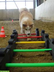 Bodenarbeit und Cavaletti Training für Hunde