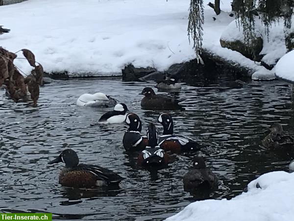 Bild 2: Enten - Zierenten - Wasserziergeflügel Nachzucht abzugeben